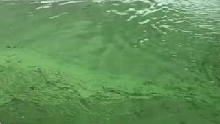 Gulf Coast beaches close after toxic algae bloom - Fox News