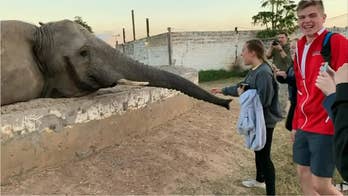 Watch: Elephant slaps girl in the face