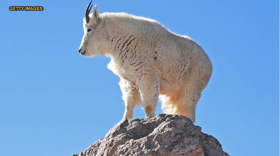 Colorado officials warn humans to not feed wildlife