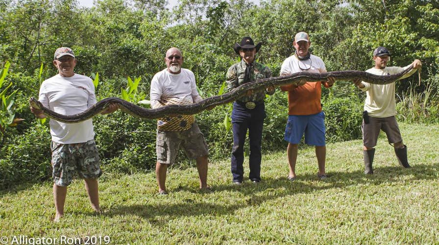 Massive 16-foot python removed from Florida Everglades