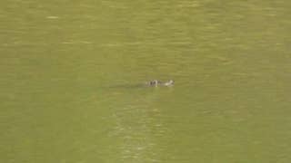 Chicago police spot nearly 5-foot-long alligator swimming in lagoon in popular park - Fox News