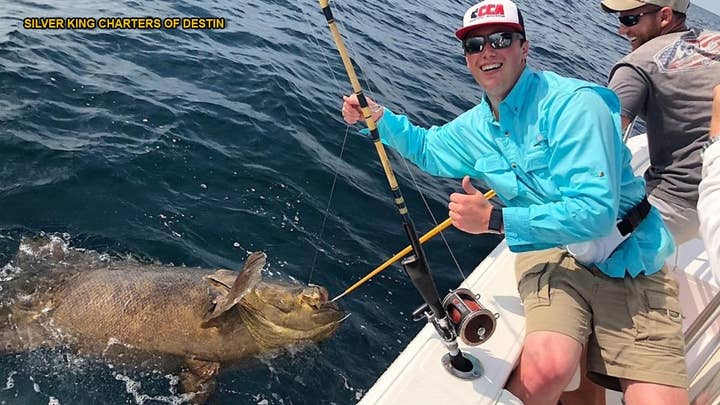 Fishermen catch goliath grouper weighing 350 pounds