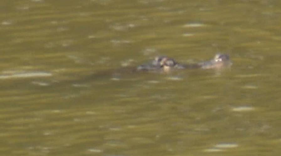 Alligator spotted in Chicago lagoon