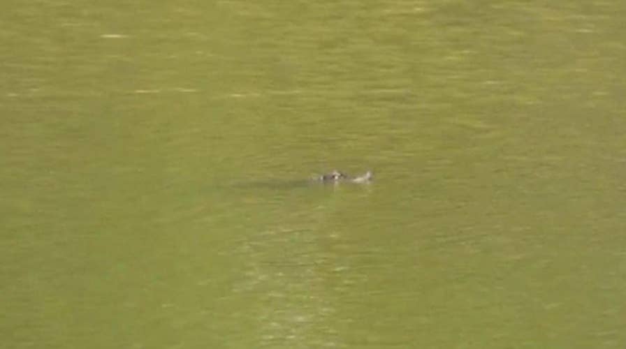 Chicago police spot nearly 5-foot-long alligator swimming in lagoon in popular park