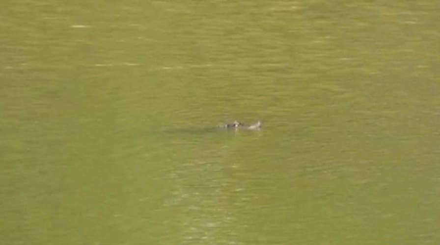 Chicago police spot nearly 5-foot-long alligator swimming in lagoon in popular park