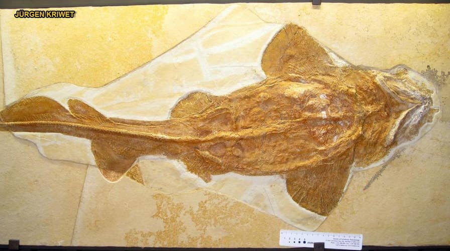 Megalodon, great white ancestor discovered: Unassuming shark lived 165M years ago