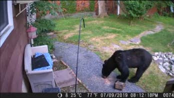 Courageous dog chases bear from New Jersey backyard in wild video