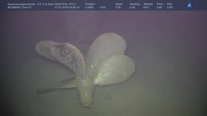Scientists discover radiation leak '100,000 times normal level' from Russian nuclear sub wreck