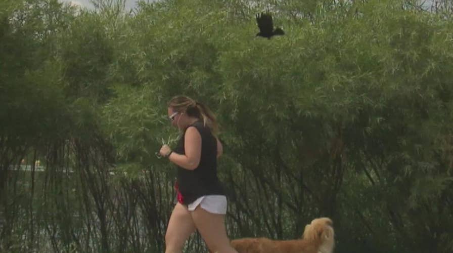 Dive-bombing bird startles Denver park-goers