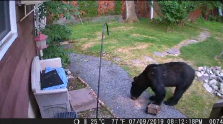 RAW VIDEO: Dog chases bear from garden