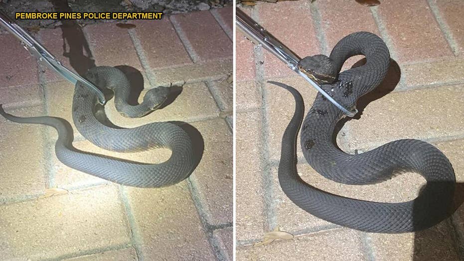 Florida Man Bitten By Venomous Snake My Life Just Flashed