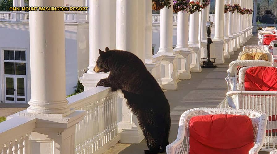 Black bear photographed enjoying sunrise at New Hampshire hotel