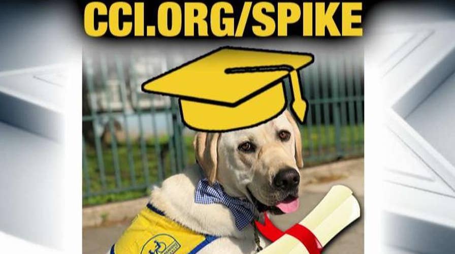 Spike heads off to 'doggie college'