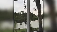'Invasion' of land crabs at Florida home caught on video