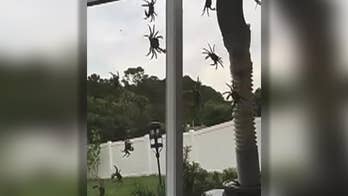 'Invasion' of land crabs at Florida home caught on video
