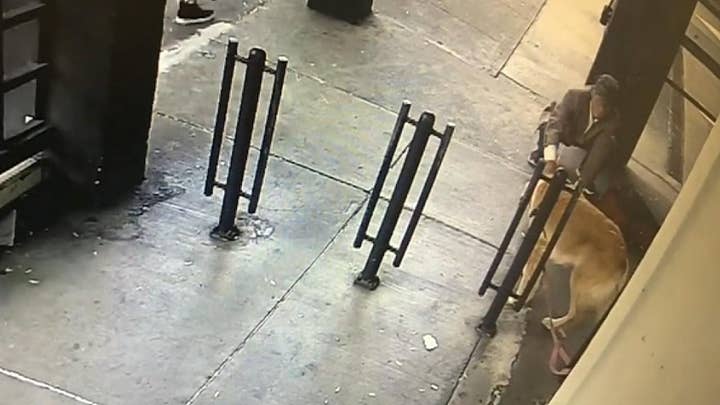 RAW VIDEO: Dog stolen in San Francisco