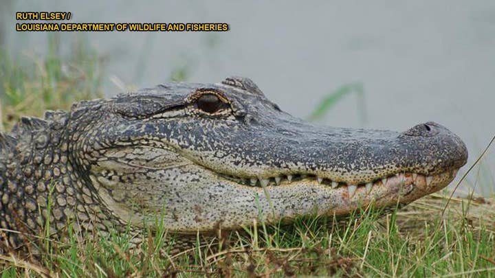 Tennessee police warn against flushing meth down toilet to avoid creating meth alligators