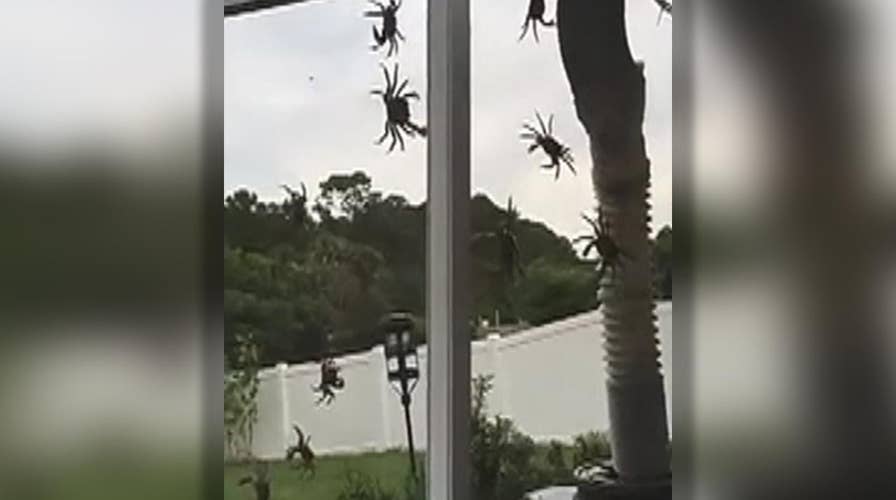 Land crabs invade Port St. Lucie home