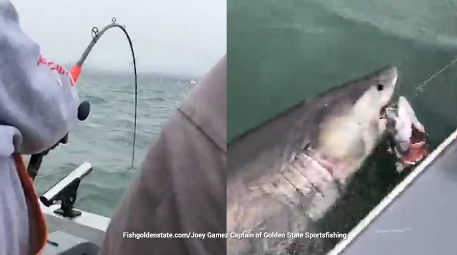 Shark caught near Alcatraz