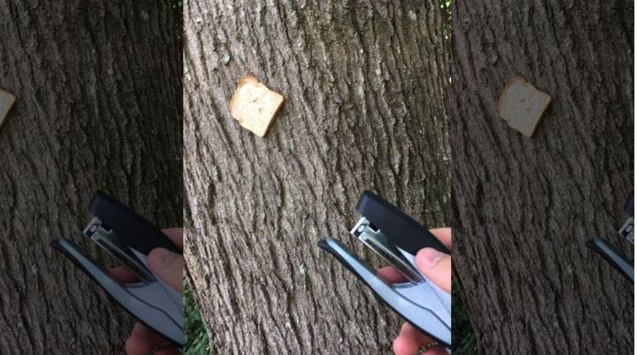 Popular trend of photographing stapled bread gains buzz in UK