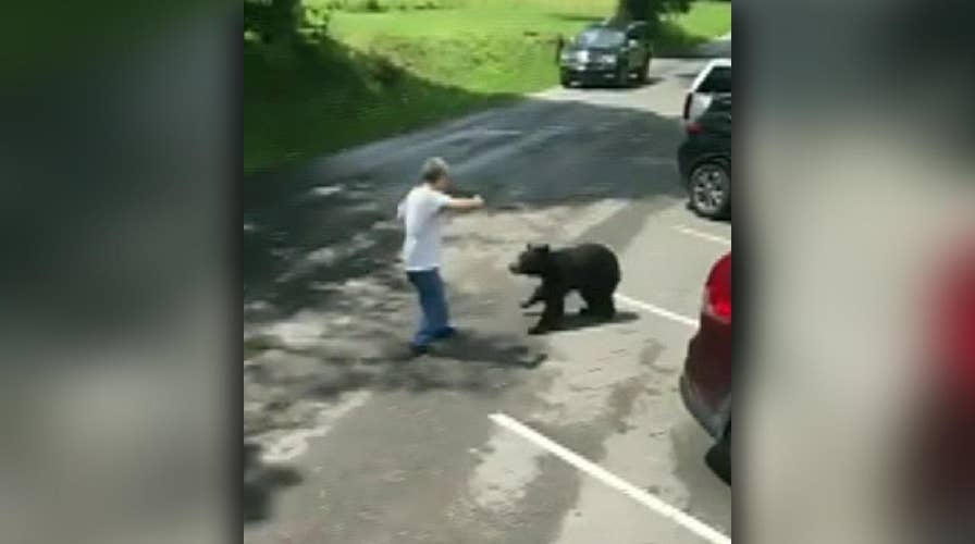 Raw video: Mother bear charges at man who got too close to her cubs