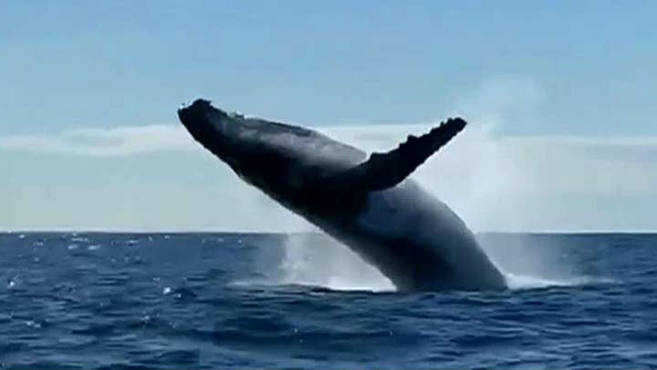 Two whales breach next to tour boat as spectators scream in delight