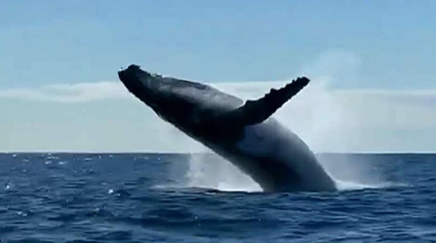 Two whales breach next to tour boat as spectators scream in delight