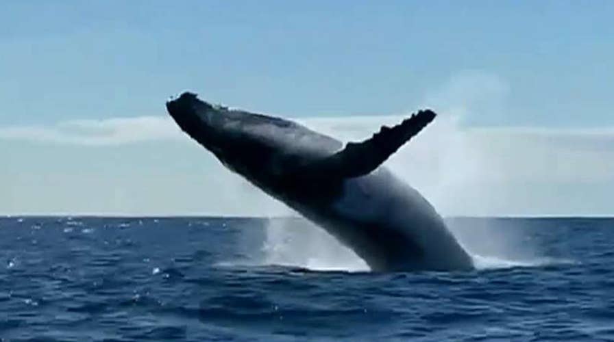 Two whales breach next to tour boat as spectators scream in delight