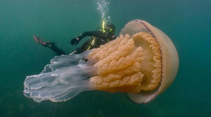 Human-sized jellyfish lurking off English coast stuns divers 