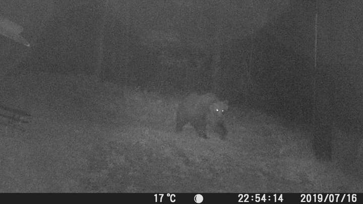 Bear scales electric fences, 13-foot high barrier to break out of captivity