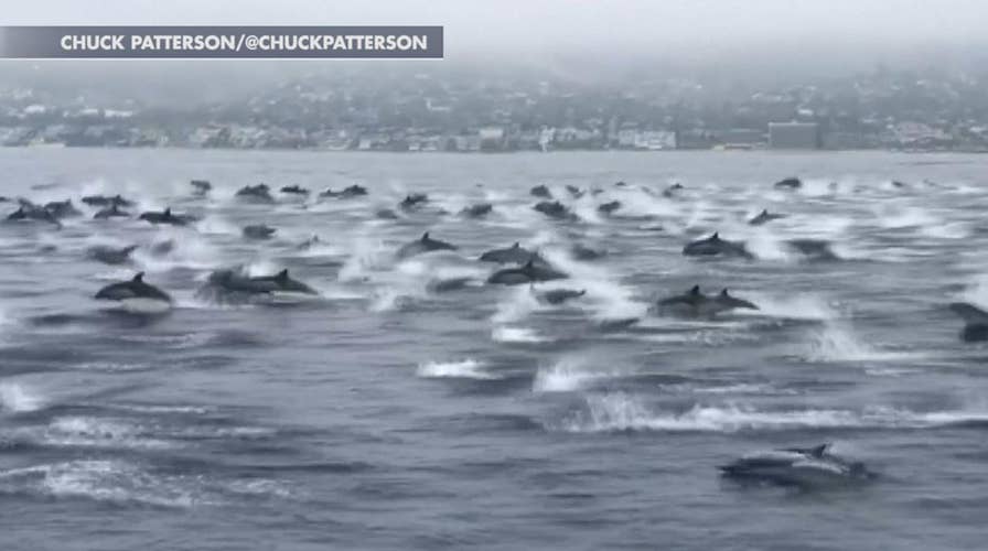 Huge pod of dolphins swims alongside boat off the coast of California