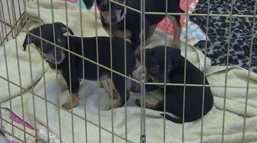 Good Samaritan finds five puppies in Arizona dumpster, investigators say