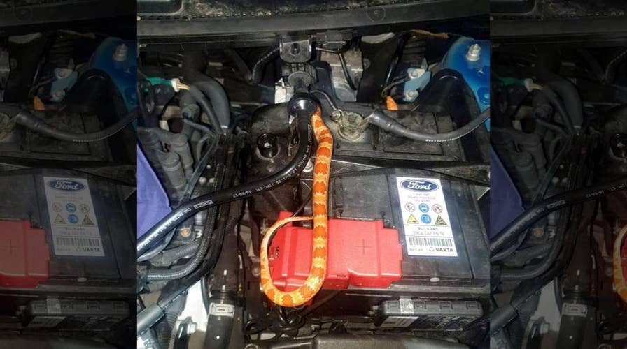 Snake hid in car for three days while owner drove it