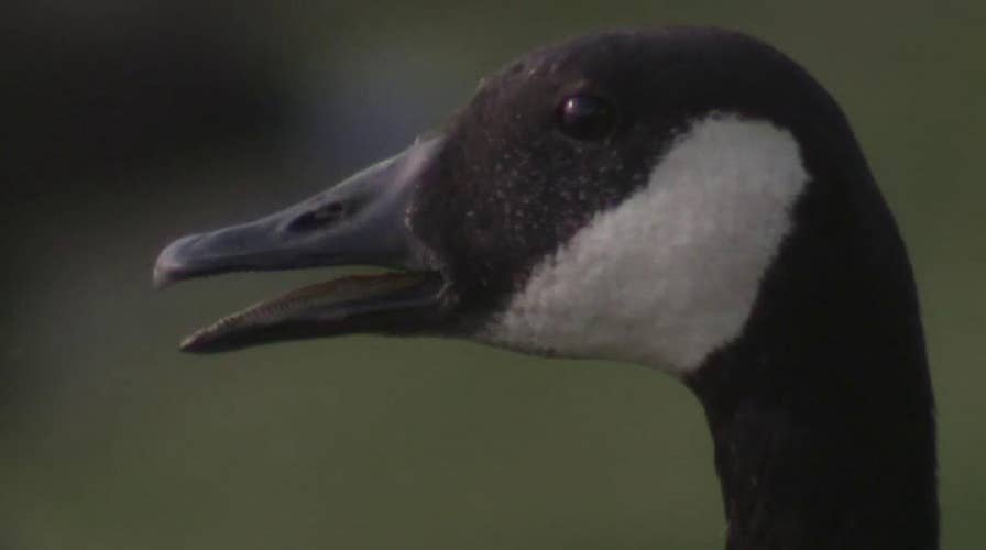 Food pantry's decision to offer goose meat from birds culled at local parks sparks controversy
