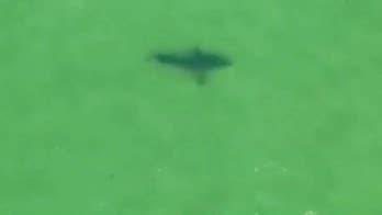 Cape Cod experiencing a shark surge