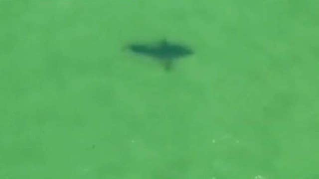 Cape Cod experiencing a shark surge