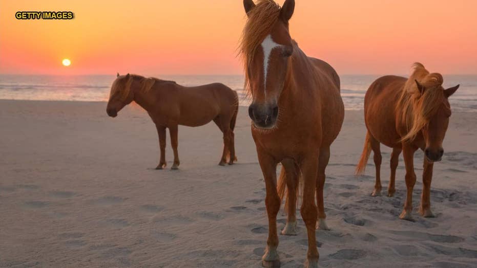 Wild Horse Kicks Swimsuit Clad Tourist In The Groin At Maryland Wild Horse Kicks Swimsuit Clad Tourist
