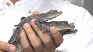 American crocodiles stage comeback near nuclear plant in Florida	 - Fox News