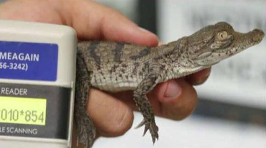 American crocodiles thriving near Florida nuclear plant; great white shark nearly bites boy on fishing boat