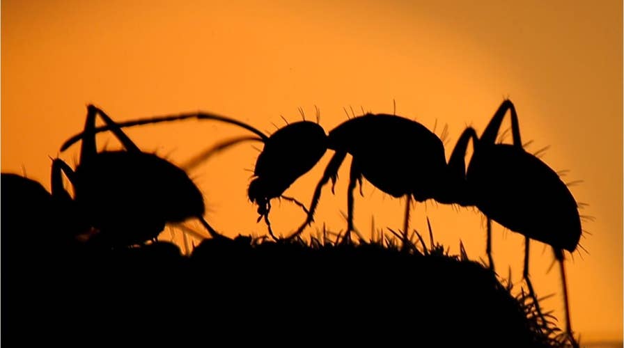 Deadly fungus creates 'zombie ants' and hijacks their jaws to cause suicide