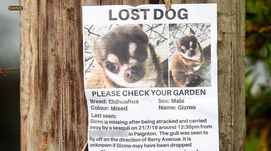 Woman who claims seagull stole her dog targeted by Facebook trolls