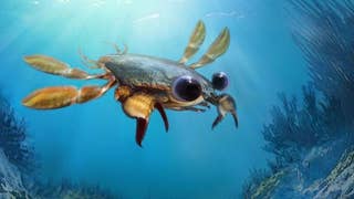 Scientists discover bizarre 'nightmare' crab with cartoon eyes - Fox News