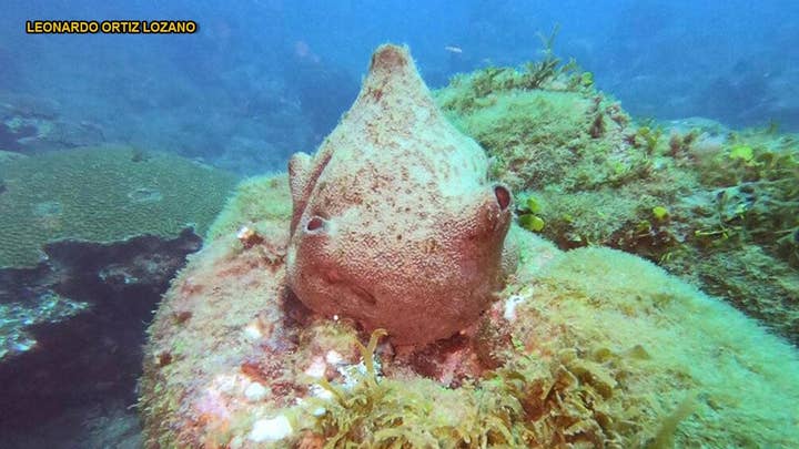 Scientists discover stunning 310-mile coral reef corridor in Gulf of Mexico
