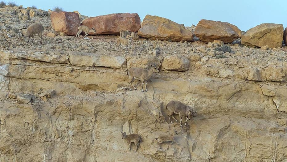 Spot the mountain goats Cool photo captures camouflaged Ibex herd in