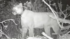 Utah bear steals and eats cougar’s kill, video shows