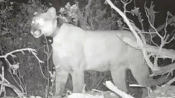 Utah bear steals and eats cougar’s kill, video shows