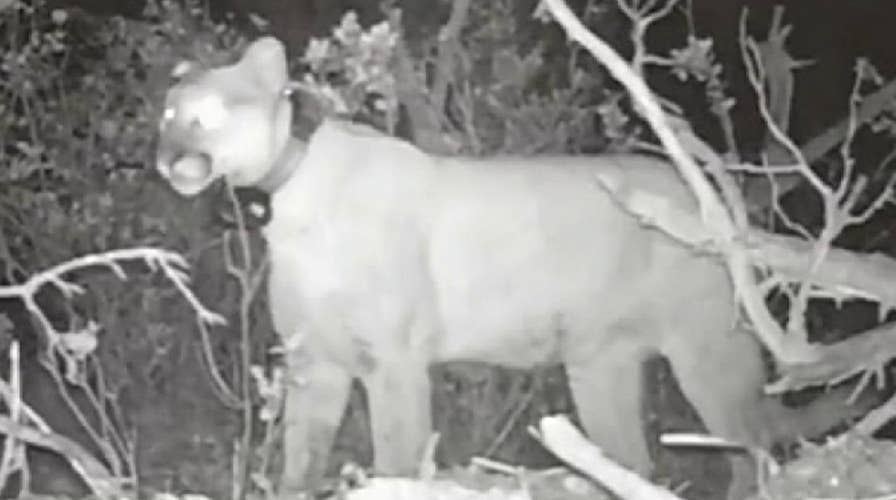 Cougar loses deer dinner to bear