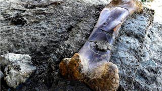 Massive 1,100-pound bone of 'world's biggest dinosaur' found - Fox News