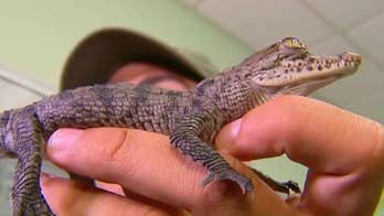 Nuclear crocodiles? Florida power plant helps protect reptiles once nearly extinct