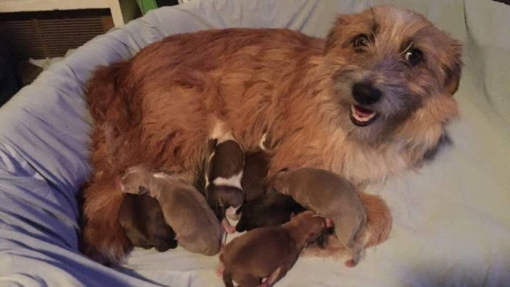 Couple seeks homes for foster puppies named after Taco Bell menu items